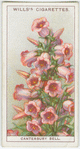 Canterbury Bell.