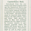 Canterbury Bell.