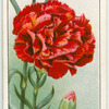 Carnation.