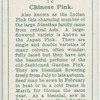 Chinese Pink.