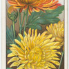Chrysanthemums.