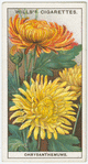 Chrysanthemums.