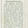 Chrysanthemums.