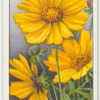 Coreopsis.