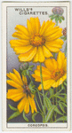 Coreopsis.