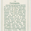 Coreopsis.