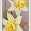 Daffodil.