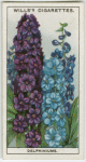 Delphiniums.