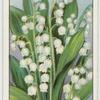 Lily of the Valley.