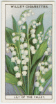 Lily of the Valley.