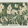 Narcissus.