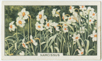 Narcissus.