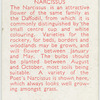 Narcissus.