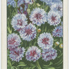 Cornflowers.