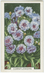 Cornflowers.