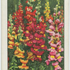 Antirrhinum.
