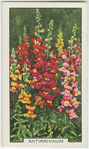 Antirrhinum.