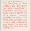 Antirrhinum.