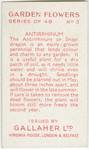 Antirrhinum.