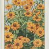 Zinnia.