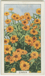 Zinnia.