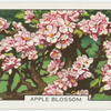 Apple blossom.