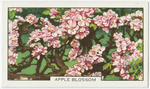 Apple blossom.