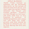 Apple blossom.