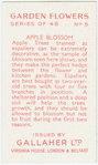 Apple blossom.