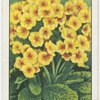 Polyanthus.
