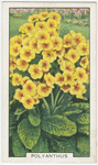 Polyanthus.