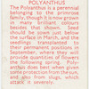Polyanthus.
