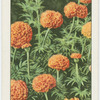 African marigolds.