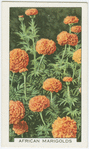 African marigolds.