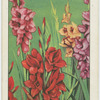 Gladiolus.