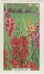 Gladiolus.