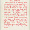 Gladiolus.