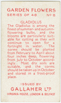 Gladiolus.