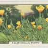 Californian poppy.