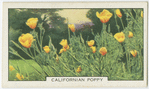 Californian poppy.