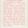 Californian poppy.