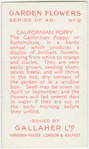 Californian poppy.
