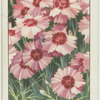 Single pinks.
