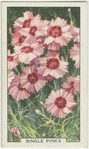 Single pinks.