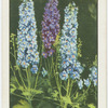 Delphinium.