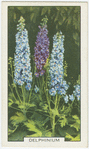 Delphinium.