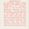 Delphinium.