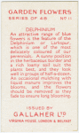 Delphinium.