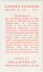 Delphinium.