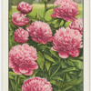 Paeonies.